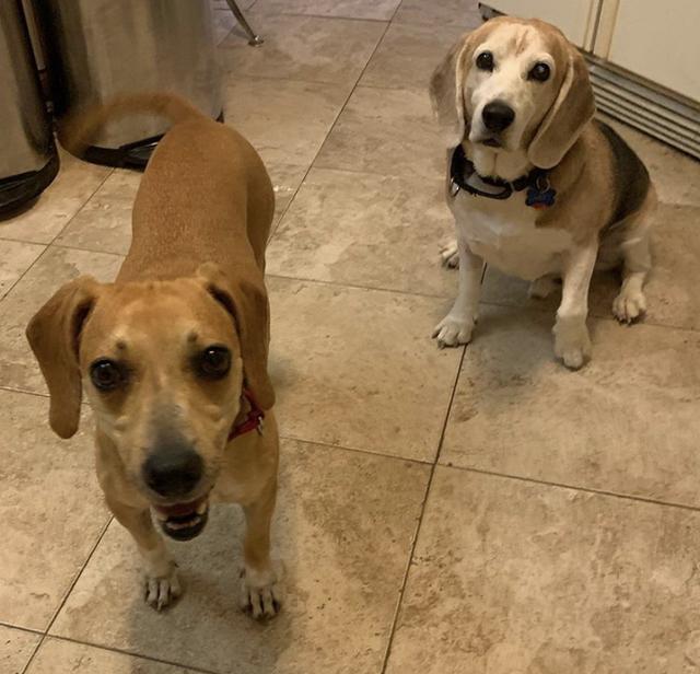 Alfie (In Foster), an adoptable Beagle in New Orleans, LA, 70123 | Photo Image 3