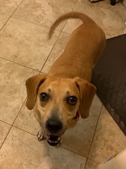 Alfie (In Foster), an adoptable Beagle in New Orleans, LA, 70123 | Photo Image 4