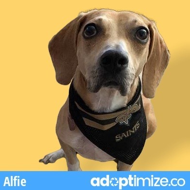 Alfie (In Foster), an adoptable Beagle in New Orleans, LA, 70123 | Photo Image 5