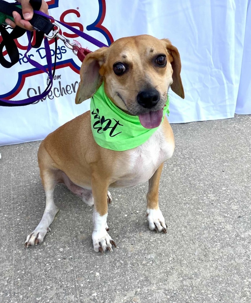 Alfie (In Foster), an adoptable Beagle in New Orleans, LA, 70123 | Photo Image 6