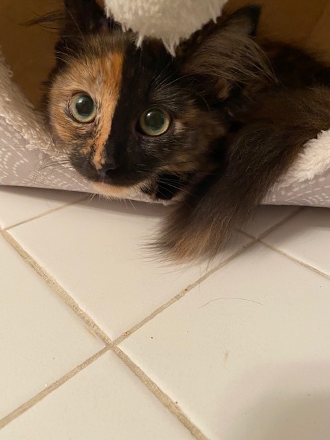 Buttons, an adopted Tortoiseshell & Domestic Medium Hair Mix in Reston, VA_image-1