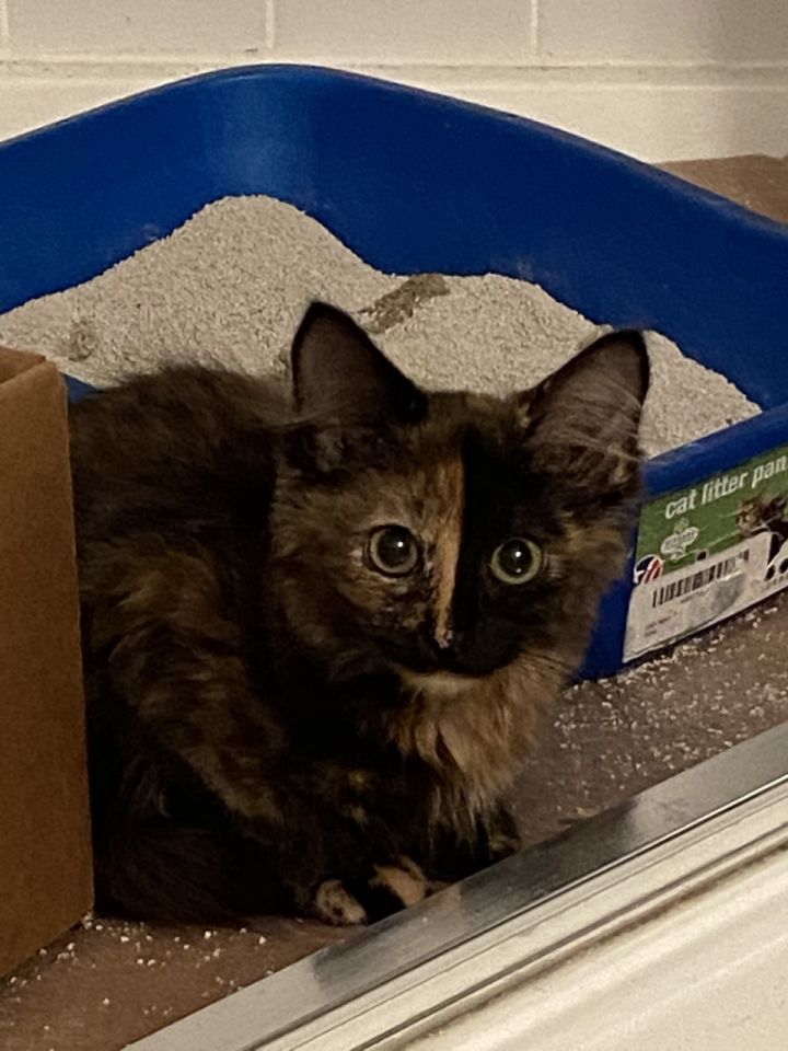 Buttons, an adopted Tortoiseshell & Domestic Medium Hair Mix in Reston, VA_image-2