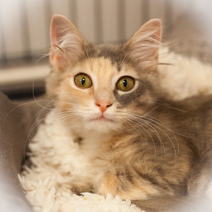 Carina, an adopted Calico & Domestic Long Hair Mix in Ponte Vedra, FL_image-2