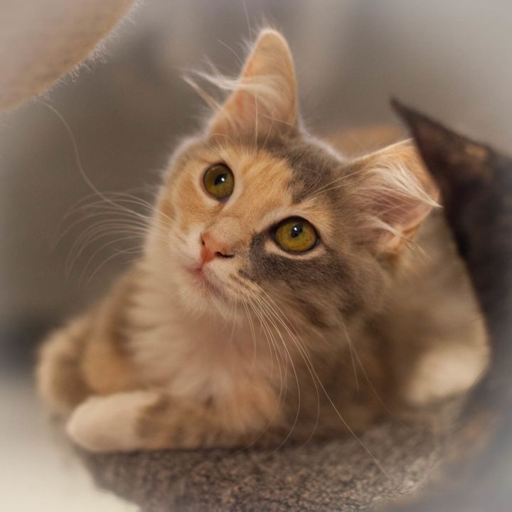Carina, an adopted Calico & Domestic Long Hair Mix in Ponte Vedra, FL_image-1