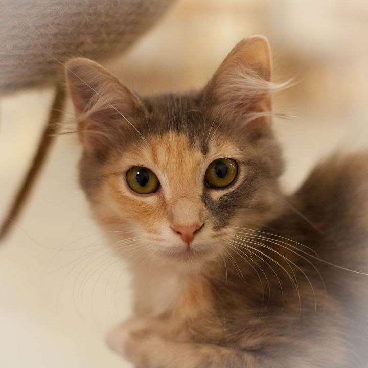 Carina, an adopted Calico & Domestic Long Hair Mix in Ponte Vedra, FL_image-6
