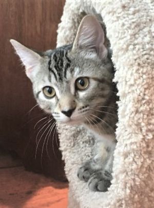 Adopt Scarlet A Tabby, Domestic Short Hair in Conroe ...