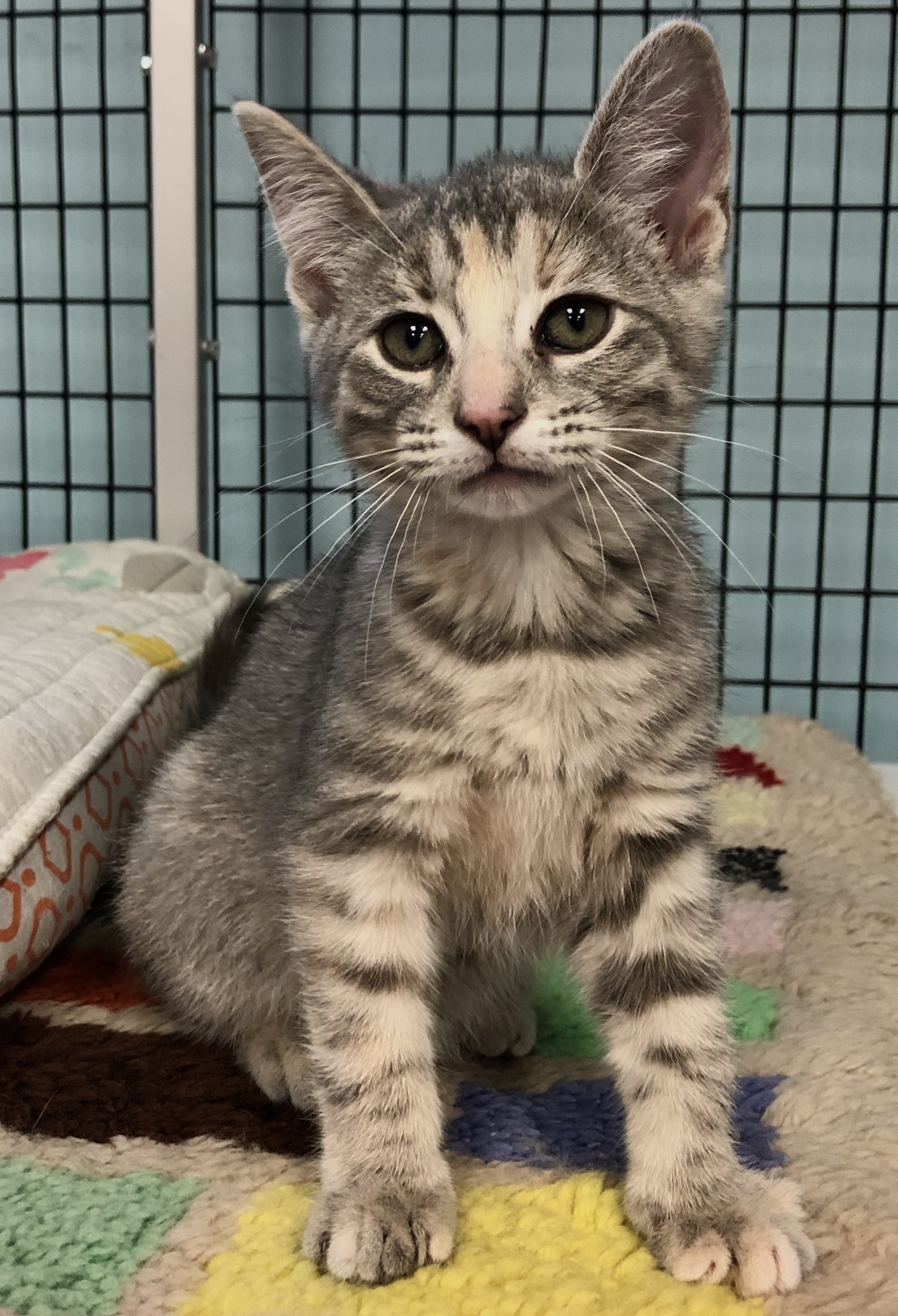 Natalya*, an adoptable Domestic Short Hair in Douglas, MI, 49406 | Photo Image 2