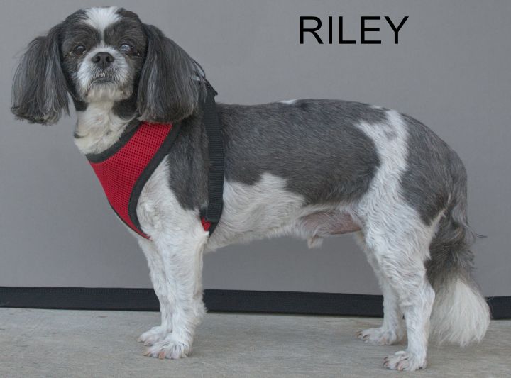 Riley 1