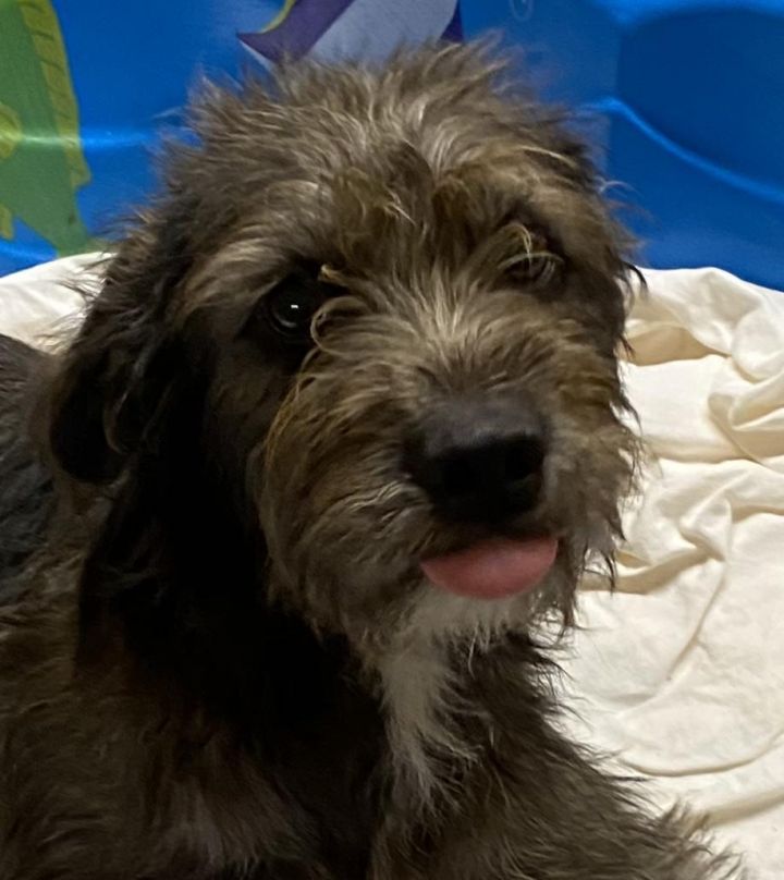 Terrier mix rescue 2024 dogs near me