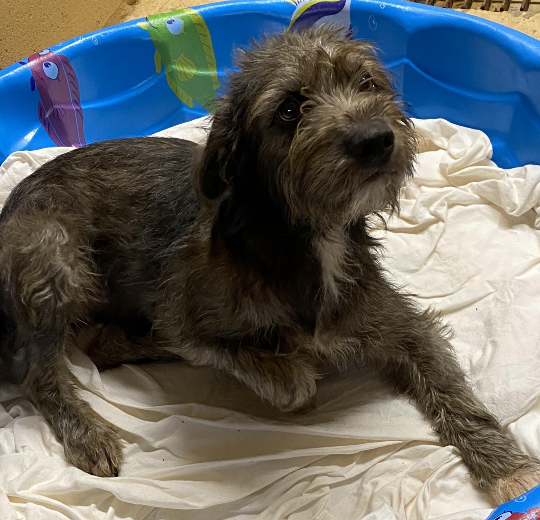 Rosie, an adoptable Terrier in Monticello, GA, 31064 | Photo Image 3