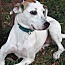 Nancy, an adoptable American Staffordshire Terrier, Labrador Retriever in Paris, KY, 40361 | Photo Image 2