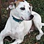 Nancy, an adoptable American Staffordshire Terrier, Labrador Retriever in Frederick, MD, 21702 | Photo Image 2