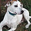 Nancy, an adoptable American Staffordshire Terrier, Labrador Retriever in Frederick, MD, 21702 | Photo Image 2