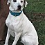 Nancy, an adoptable American Staffordshire Terrier, Labrador Retriever in Frederick, MD, 21702 | Photo Image 3