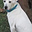 Nancy, an adoptable American Staffordshire Terrier, Labrador Retriever in Frederick, MD, 21702 | Photo Image 4