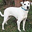 Nancy, an adoptable American Staffordshire Terrier, Labrador Retriever in Frederick, MD, 21702 | Photo Image 1