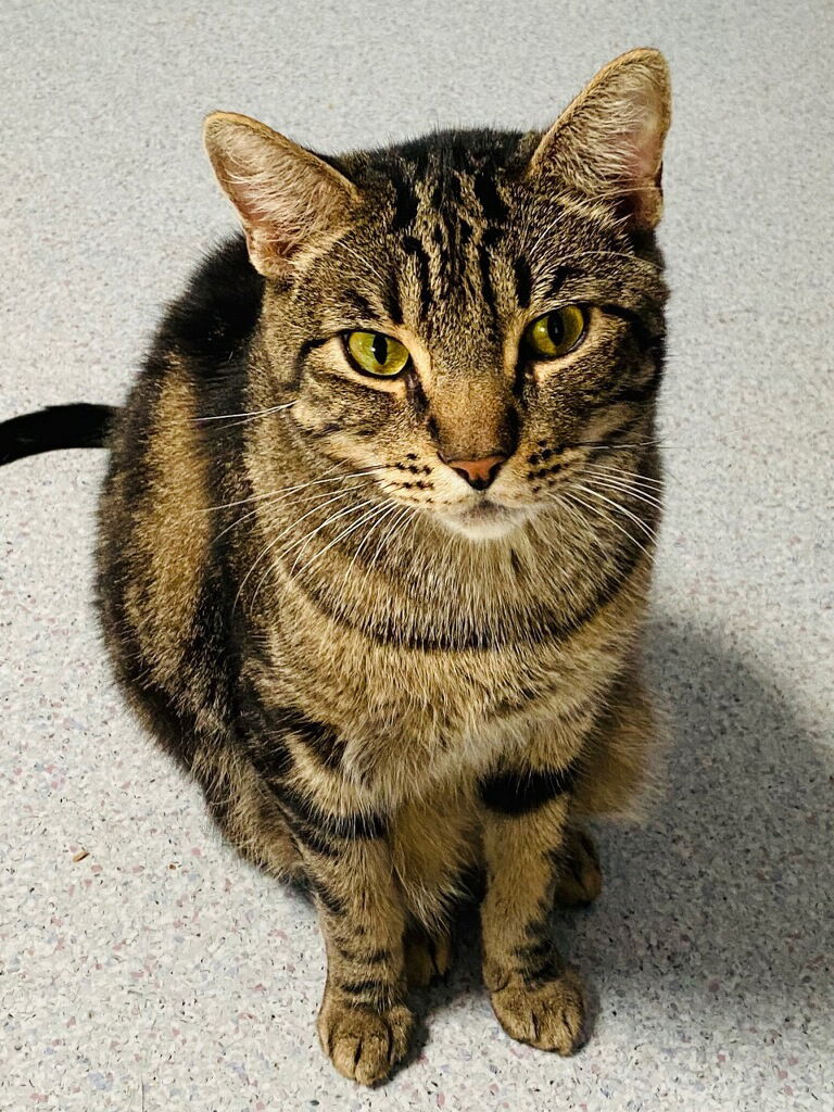 Surfer, an adoptable Domestic Short Hair in Littlerock, CA, 93543 | Photo Image 1
