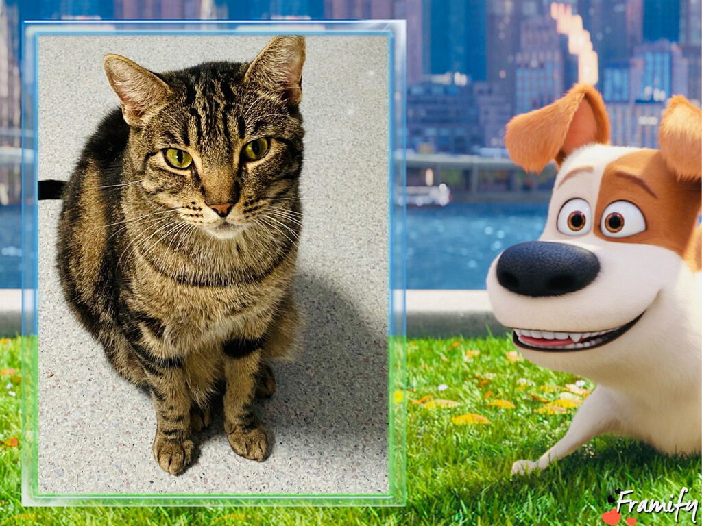 Surfer, an adoptable Domestic Short Hair in Littlerock, CA, 93543 | Photo Image 2