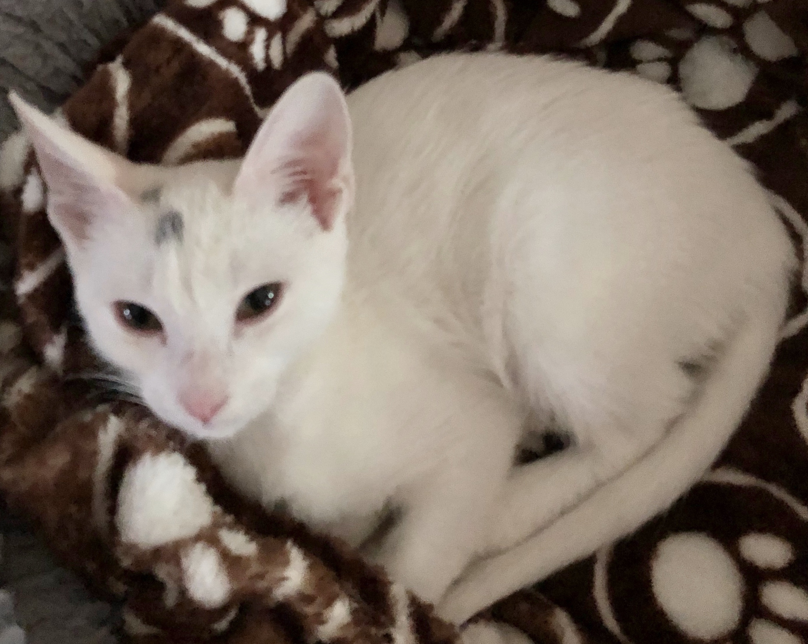 Cat For Adoption Rachel A Turkish Van In Fort Worth Tx Petfinder