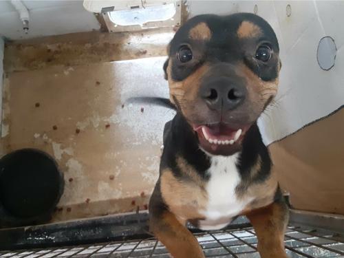 Pip, an adoptable Mixed Breed in Coleman, TX, 76834 | Photo Image 1