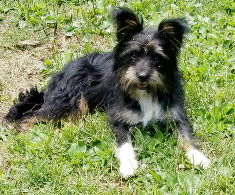 Freebie Ouderkirk, an adoptable Terrier in Cuba, NY, 14727 | Photo Image 1