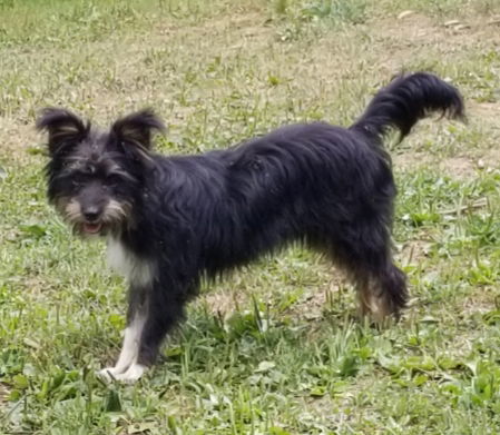 Freebie Ouderkirk, an adoptable Terrier in Cuba, NY, 14727 | Photo Image 2