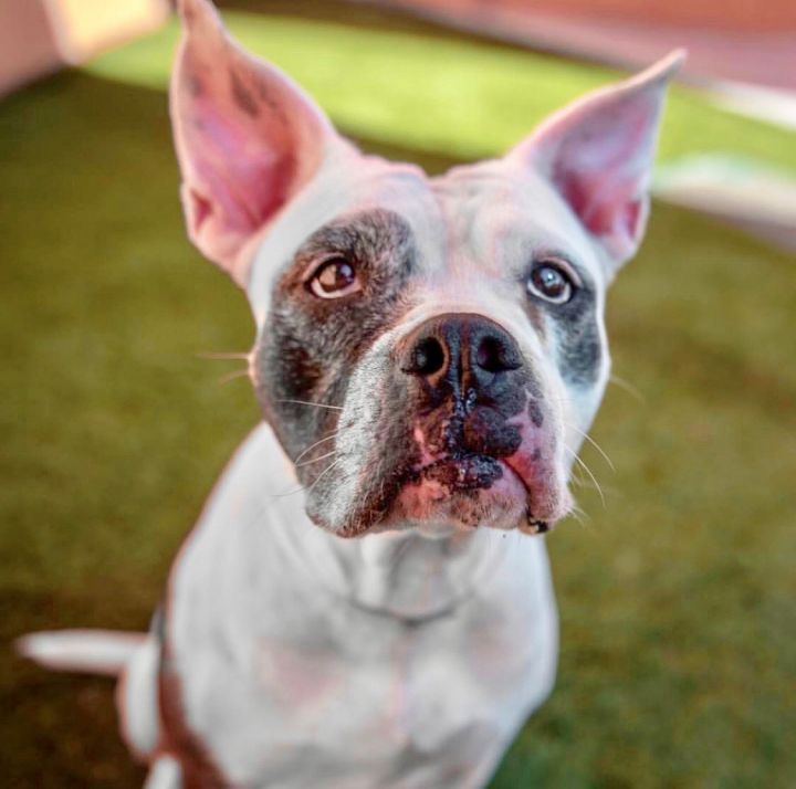 Kendra, an adopted American Bulldog & Pit Bull Terrier Mix in Briarcliff Manor, NY_image-2
