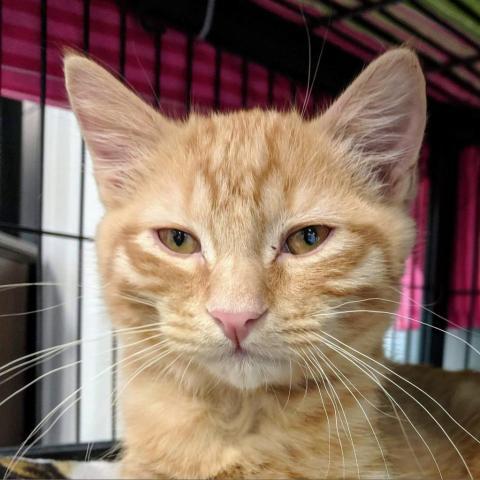 Walter, an adoptable Domestic Short Hair in Sheridan, WY, 82801 | Photo Image 1