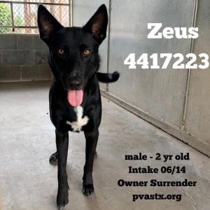 Zeus