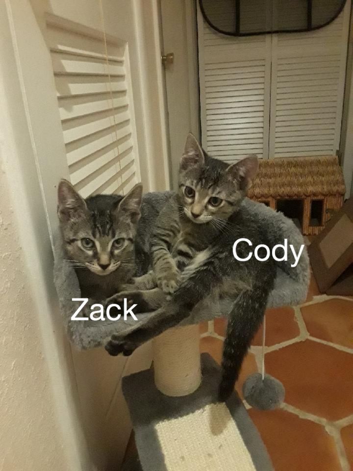Cody 2