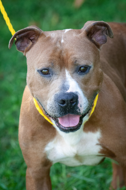 Dog for adoption - Dozer, a Pit Bull Terrier in Johnson ...