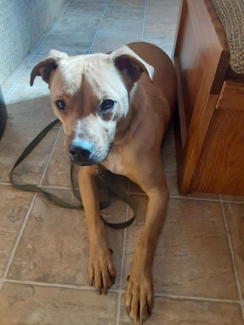 Jill, an adoptable Mixed Breed in Coleman, TX, 76834 | Photo Image 1