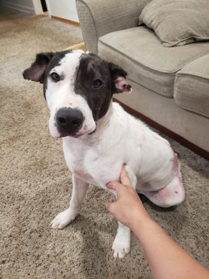 Bandit-Paws in Prison Graduate