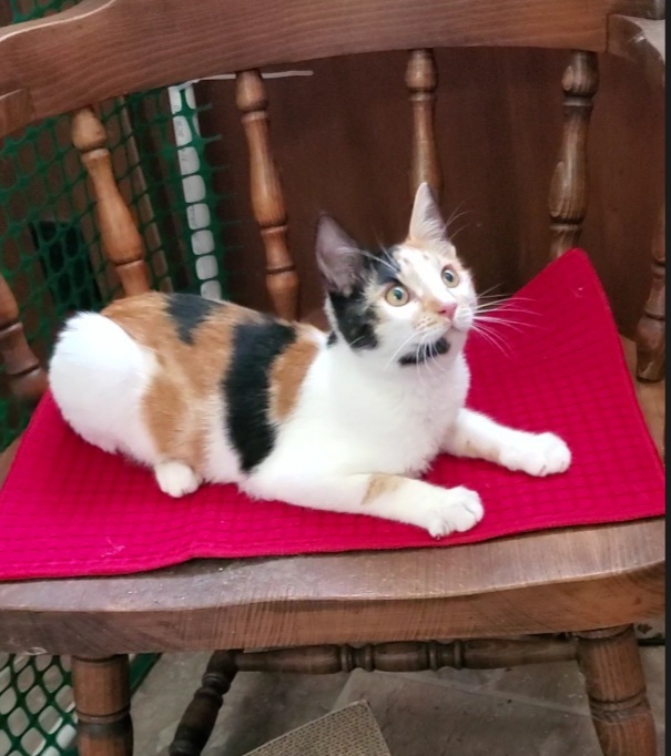 Isabella (Bella), an adopted Calico Mix in Stanford, CA_image-2