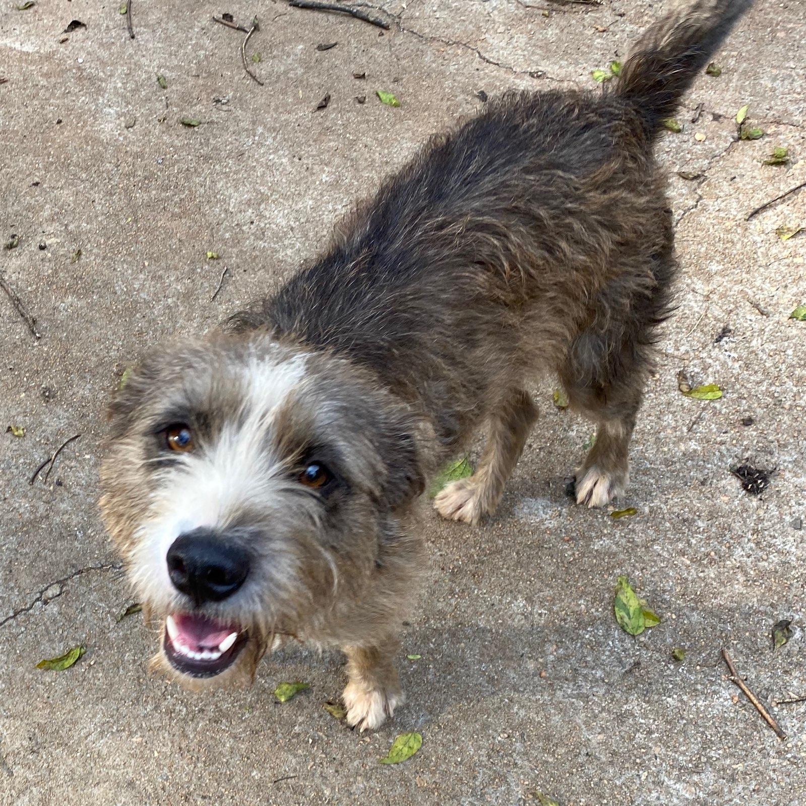 Stella, an adoptable Terrier in Monticello, GA, 31064 | Photo Image 1