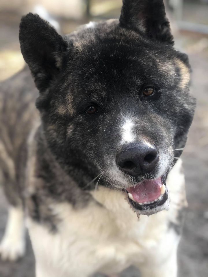 Nookie, an adoptable Akita in Toms River, NJ_image-5