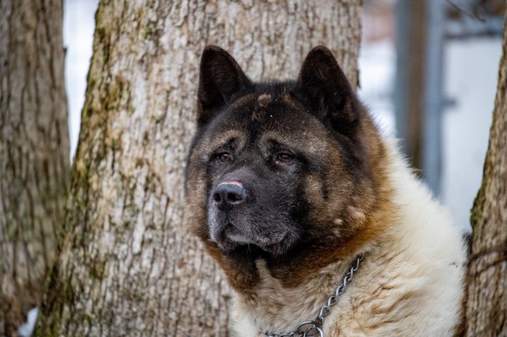 Dog for adoption Bear Bear an Akita in Toms River NJ Petfinder