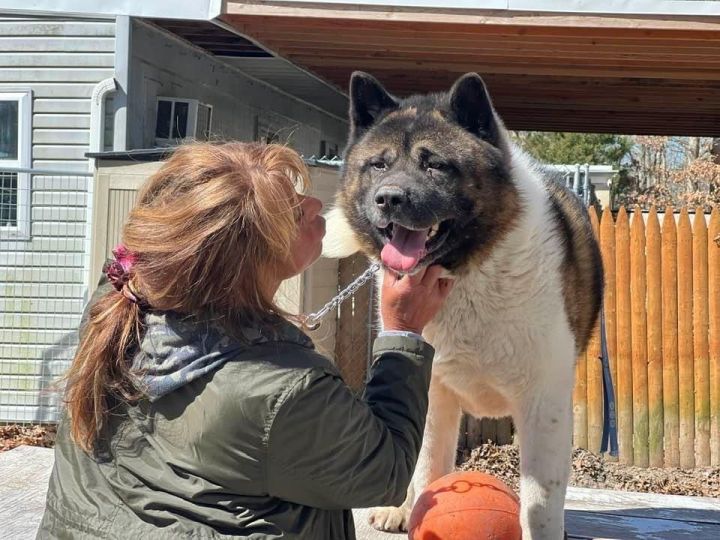 Fully grown hot sale akita