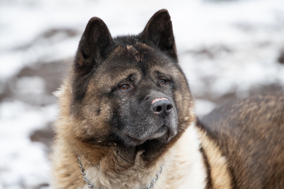 Dog for adoption - Bear-Bear, an Akita in Toms River, NJ | Petfinder