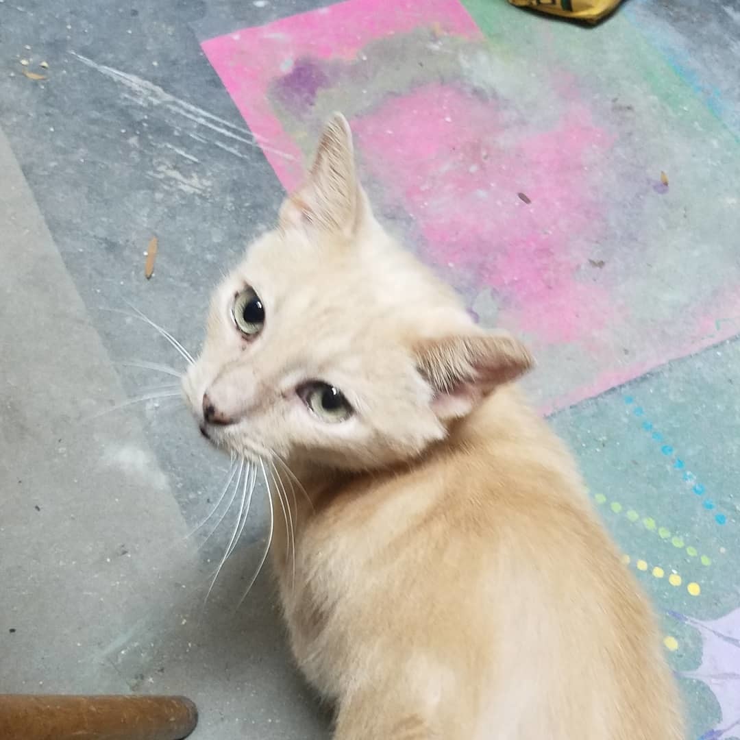 Marmalade, an adoptable Domestic Short Hair in Ocala, FL, 34475 | Photo Image 4