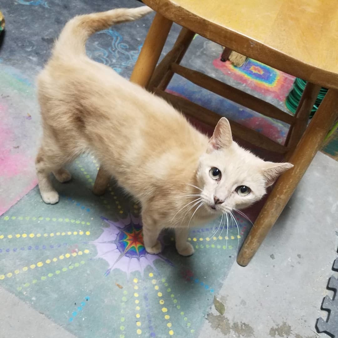 Marmalade, an adoptable Domestic Short Hair in Ocala, FL, 34475 | Photo Image 5