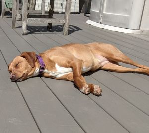 Photo of Lilly