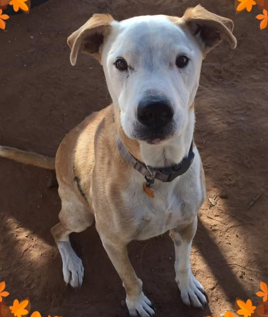 Boomer (Bennie), an adoptable Pit Bull Terrier, Labrador Retriever in Midland, TX, 79705 | Photo Image 1
