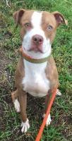 Pumpkin jr, an adoptable American Staffordshire Terrier in St. Augustine, FL, 32084 | Photo Image 1