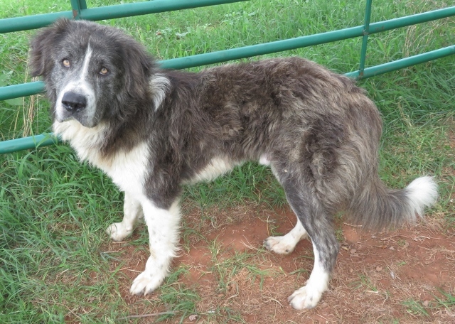 ELVIS 342034, an adoptable Anatolian Shepherd, Australian Shepherd in Oklahoma City, OK, 73129 | Photo Image 1