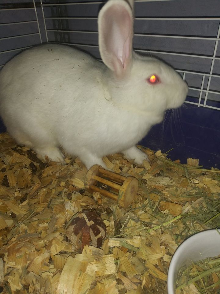 Rabbit For Adoption Cosmo A New Zealand In Saint Joseph Mo Petfinder