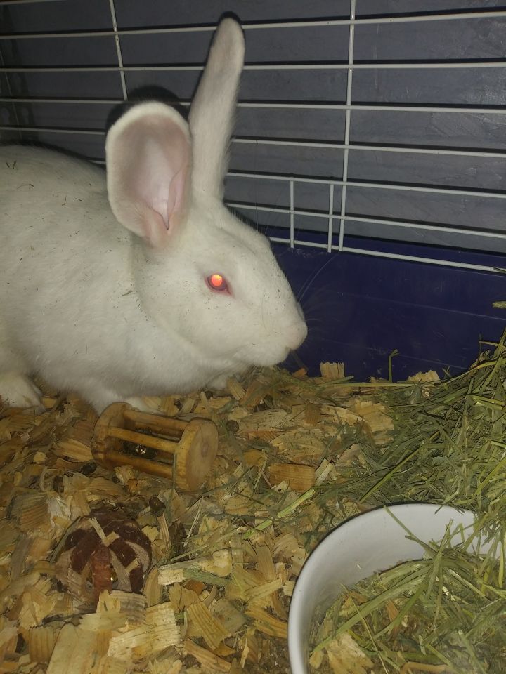 Rabbit For Adoption Cosmo A New Zealand In Saint Joseph Mo Petfinder