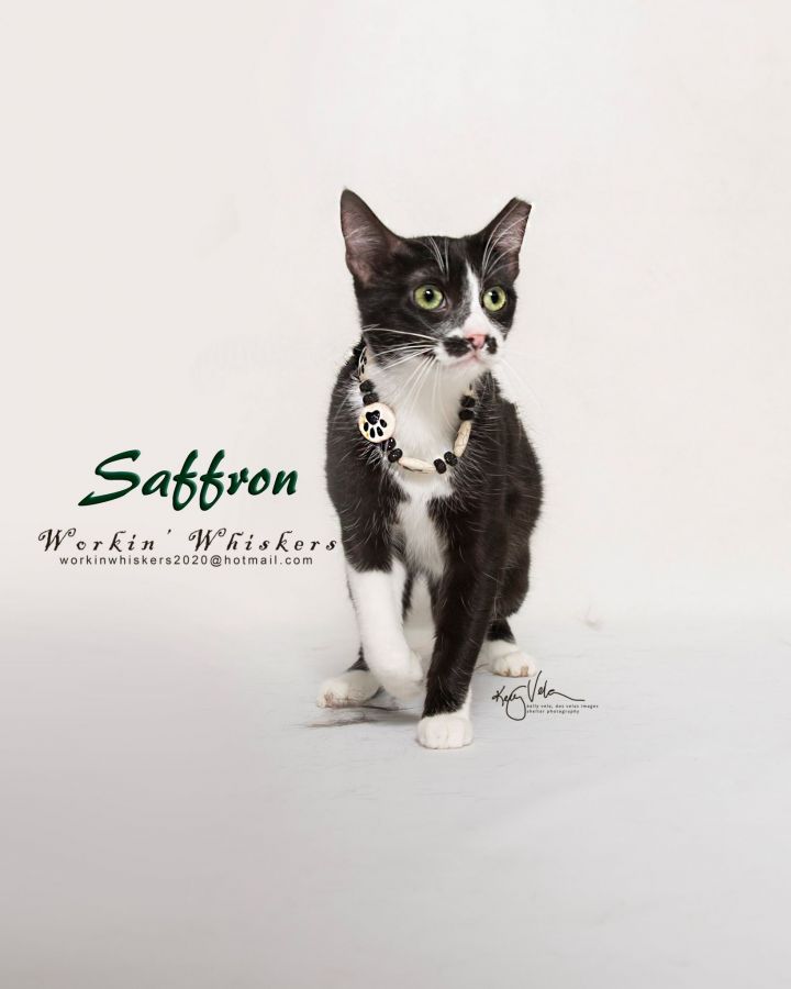 SAFFRON, an adoptable Domestic Short Hair & Tuxedo Mix in HEMET, CA_image-1