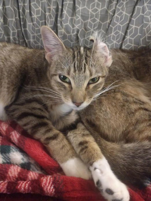 Bunny, an adoptable Domestic Short Hair in Plano, TX, 75026 | Photo Image 1