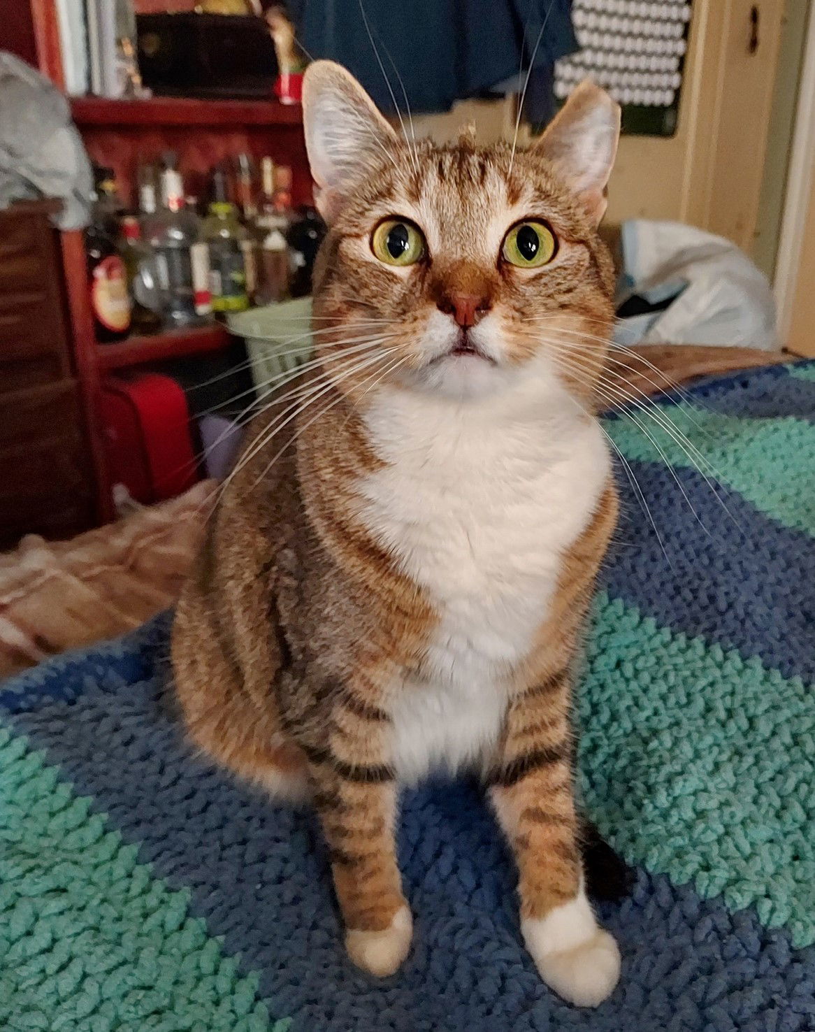 Bunny, an adoptable Domestic Short Hair in Plano, TX, 75026 | Photo Image 1